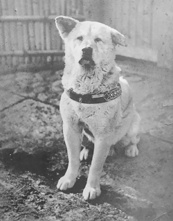 hachiko